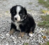 Bella, a female Miniature Australian Shepherd for sale in Auburn, NE – 7 of 7