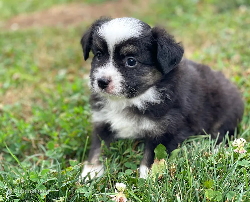 Chase – Toy Australian Shepherd puppy for sale in Auburn, NE