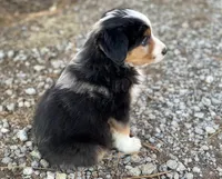 Tucker, a male Miniature Australian Shepherd for sale in Auburn, NE – Photo 5 of 7