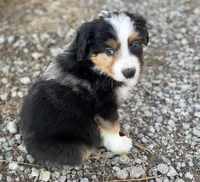Tucker, a male Miniature Australian Shepherd for sale in Auburn, NE – Photo 6 of 7