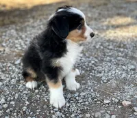 Tucker, a male Miniature Australian Shepherd for sale in Auburn, NE – Photo 7 of 7