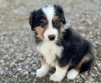 Tucker, a male Miniature Australian Shepherd for sale in Auburn, NE – Photo 1 of 7