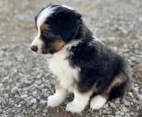 Tucker, a male Miniature Australian Shepherd for sale in Auburn, NE – Photo 2 of 7
