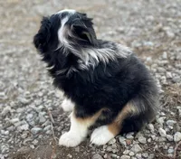Tucker, a male Miniature Australian Shepherd for sale in Auburn, NE – Photo 3 of 7