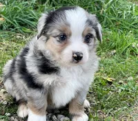 Tucker, a male Miniature Australian Shepherd for sale in Auburn, NE – 4 of 7