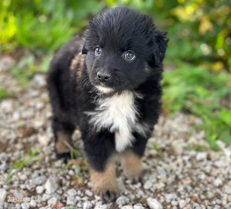 Max – Miniature Australian Shepherd puppy for sale in Auburn, NE