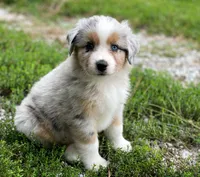 Charlie, a male Miniature Australian Shepherd for sale in Auburn, NE – 3 of 6