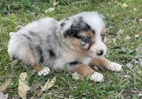 Luna, a female Miniature Australian Shepherd for sale in Auburn, NE – 3 of 6