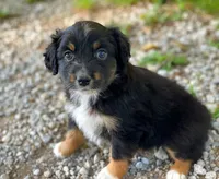 Piper, a female Toy Australian Shepherd for sale in Auburn, NE – 4 of 6