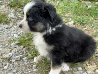 Ozzy, a male Miniature Australian Shepherd for sale in Auburn, NE – 3 of 6