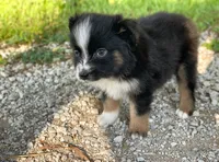 Max, a male Toy Australian Shepherd for sale in Auburn, NE – 4 of 5