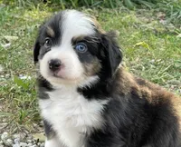 Lily, a female Miniature Australian Shepherd for sale in Auburn, NE – 1 of 6
