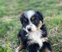 Lucy, a female Toy Australian Shepherd for sale in Auburn, NE – Photo 3 of 7
