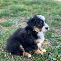 Lucy, a female Toy Australian Shepherd for sale in Auburn, NE – Photo 5 of 7