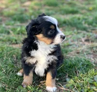 Lucy, a female Toy Australian Shepherd for sale in Auburn, NE – Photo 7 of 7