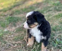 Lucy, a female Toy Australian Shepherd for sale in Auburn, NE – Photo 2 of 7