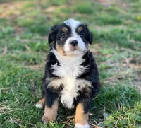 Lucy, a female Toy Australian Shepherd for sale in Auburn, NE – Photo 6 of 7