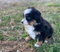 Lucy, a female Toy Australian Shepherd for sale in Auburn, NE – Photo 4 of 7