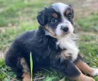 Lucy, a female Toy Australian Shepherd for sale in Auburn, NE – Photo 1 of 7
