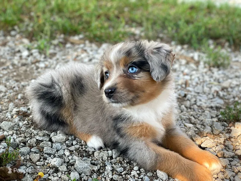Stella – Toy Australian Shepherd puppy for sale in Auburn, NE