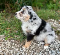 Faith, a female Miniature Australian Shepherd for sale in Auburn, NE – 5 of 7