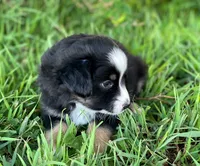 Rocky, a male Miniature Australian Shepherd for sale in Auburn, NE – 2 of 6