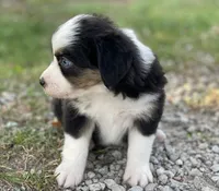 Lily, a female Miniature Australian Shepherd for sale in Auburn, NE – 3 of 6