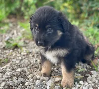 Belle, a female Miniature Australian Shepherd for sale in Auburn, NE – 3 of 6