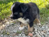 Max, a male Toy Australian Shepherd for sale in Auburn, NE – 2 of 5