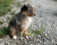 Luna, a female Miniature Australian Shepherd for sale in Auburn, NE – 5 of 5