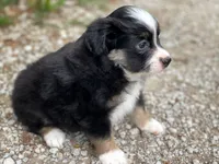Buddy, a male Toy Australian Shepherd for sale in Auburn, NE – 2 of 6