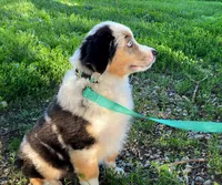 Blue, a male Miniature Australian Shepherd for sale in Auburn, NE – 3 of 6