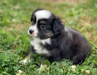Chase, a male Toy Australian Shepherd for sale in Auburn, NE – 2 of 4