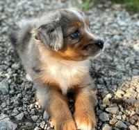Stella, a female Toy Australian Shepherd for sale in Auburn, NE – 3 of 6