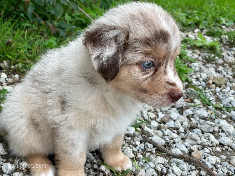 Lucy – Miniature Australian Shepherd puppy for sale in Auburn, NE