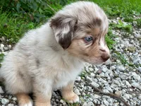 Lucy, a female Miniature Australian Shepherd for sale in Auburn, NE – 1 of 6