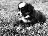 Chase, a male Toy Australian Shepherd for sale in Auburn, NE – 3 of 4