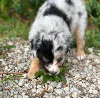Faith, a female Miniature Australian Shepherd for sale in Auburn, NE – 7 of 7