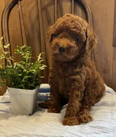 Jax , a male Poodle - Toy  for sale in Reinholds, PA – 2 of 9