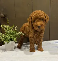 Jax , a male Poodle - Toy  for sale in Reinholds, PA – 1 of 9