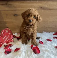 Sweetie, a female Poodle - Toy  for sale in Reinholds, PA – Photo 7 of 7