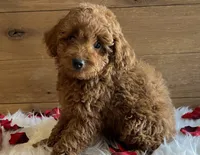 Sweetie, a female Poodle - Toy  for sale in Reinholds, PA – Photo 2 of 7