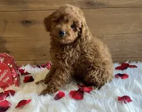 Sweetie, a female Poodle - Toy  for sale in Reinholds, PA – Photo 6 of 7
