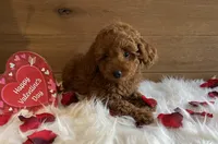 Sweetie, a female Poodle - Toy  for sale in Reinholds, PA – Photo 4 of 7