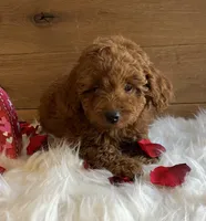 Sweetie, a female Poodle - Toy  for sale in Reinholds, PA – Photo 3 of 7