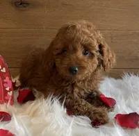Sweetie, a female Poodle - Toy  for sale in Reinholds, PA – Photo 1 of 7
