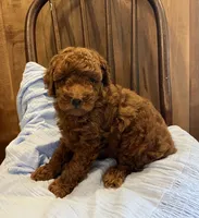 Jax , a male Poodle - Toy  for sale in Reinholds, PA – 5 of 9