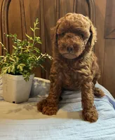 Jax , a male Poodle - Toy  for sale in Reinholds, PA – 6 of 9