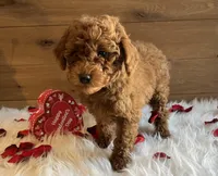 Romeo, a male Poodle - Toy  for sale in Reinholds, PA – Photo 2 of 9