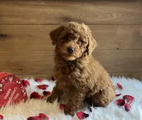 Romeo, a male Poodle - Toy  for sale in Reinholds, PA – Photo 6 of 9